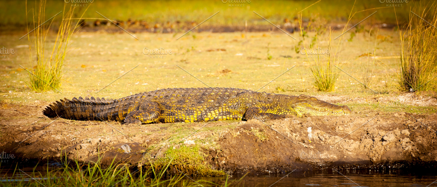 Alligator On River Bank, an Animal Photo by THP Creative