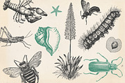 Vintage Bundle 2500+ Free Update, an Animal Illustration by Retro Machine (Thumbnail 65 of 170)