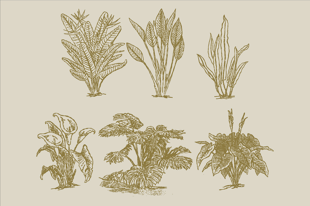 East Indies Botanical Illustrations, a Decorative Illustration by Rusted Works (Photo 7 of 10)