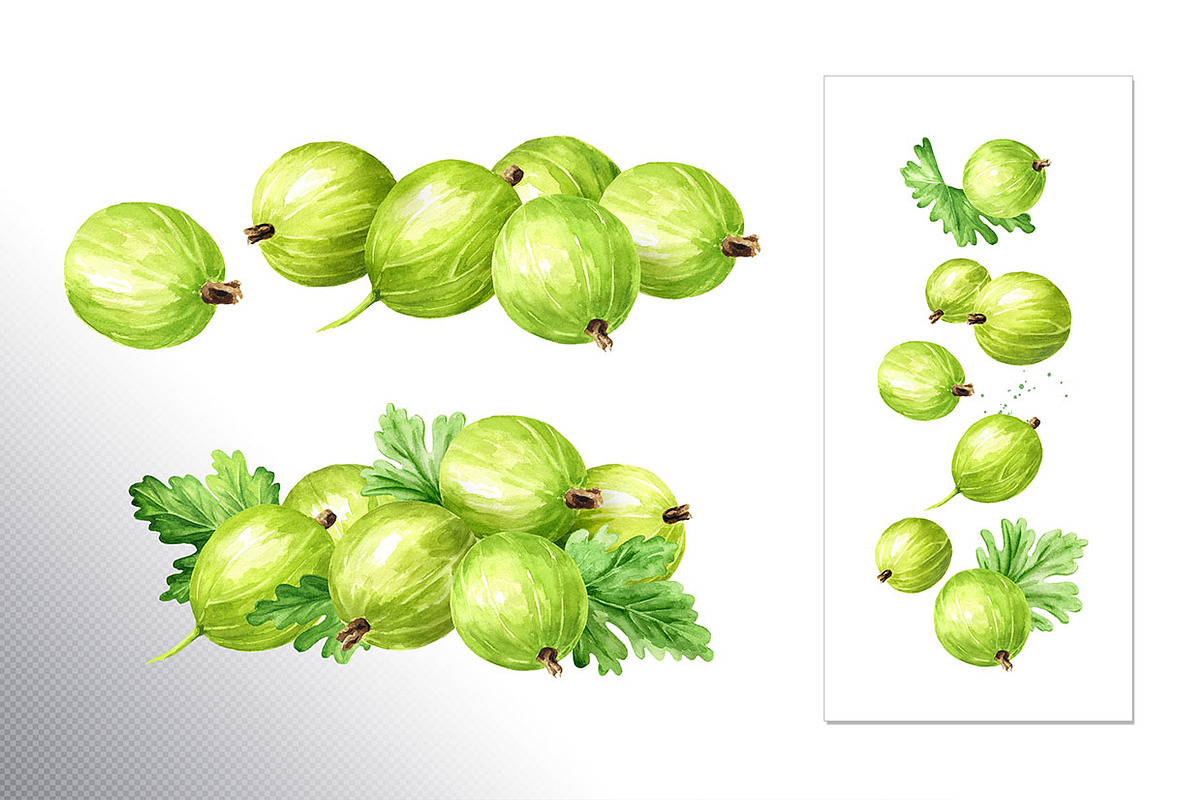 Amber Gooseberry. Watercolor set, a Food Illustration by Daria Ustiugova (Photo 4 of 23)