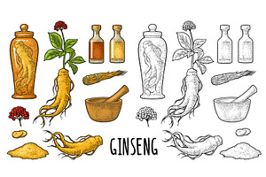 Root and leaves panax ginseng, an Object Illustration by MoreVector