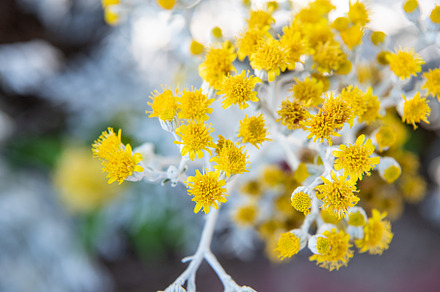 Jacobaea vulgaris  yellow flowers stock photo, a Nature Photo by charlene.trickey