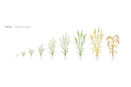 Rye Growth Stages Vector