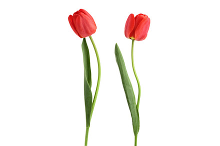 red tulips isolated on white, a Nature Photo by NataPhoto