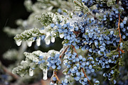 WINTERS FROST PHOTO BUNDLE, a Nature Photo by KABSPHOTOGRAPHY (Thumbnail 5 of 8)