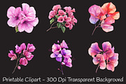 Bougainvillea Flower Watercolor PNG, a Seasonal Illustration by RobertsArt (Thumbnail 7 of 7)