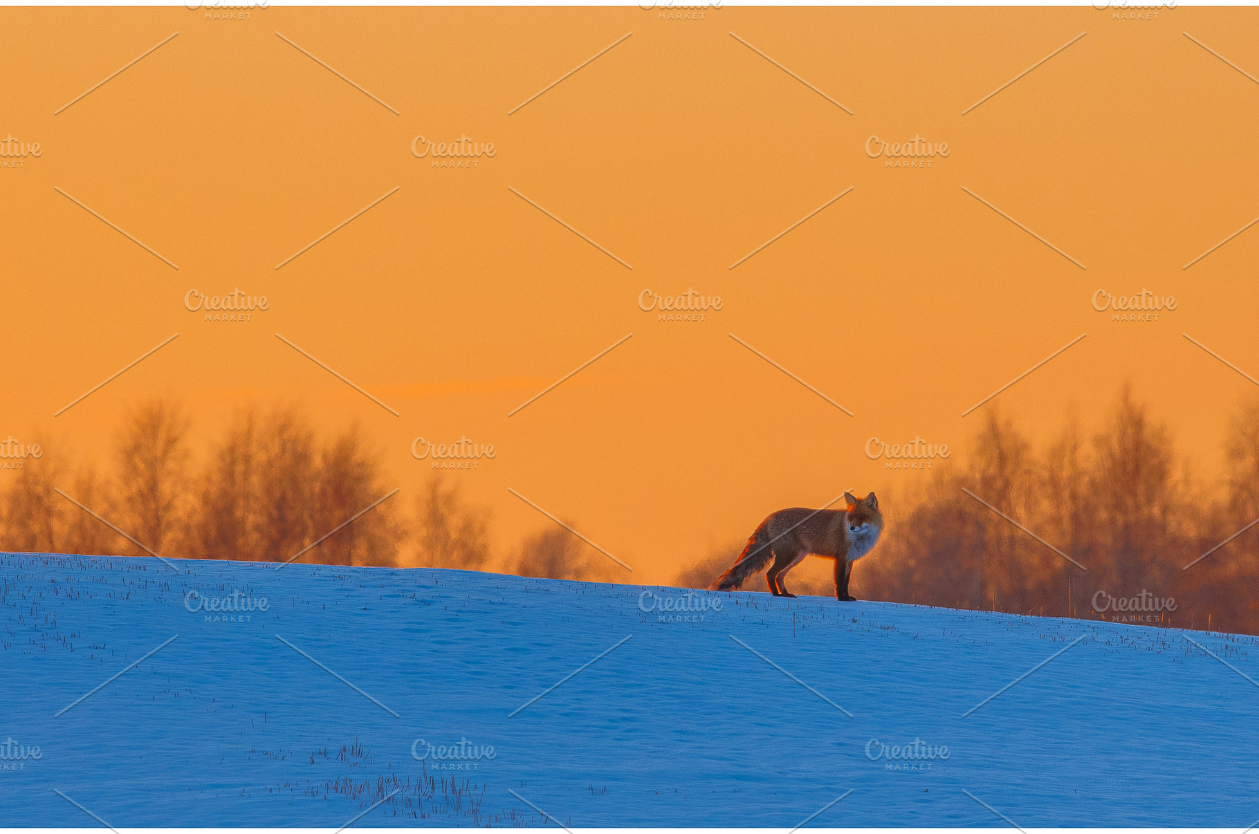 Winter landscape with animal. Red, an Animal Photo by Lukas Jonaitis SHOP