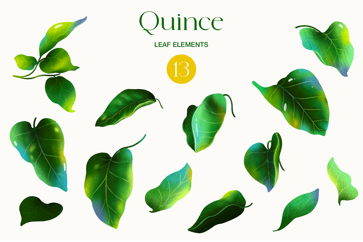 Quince fruit and leaves clipart, a Food Illustration by Harmony Draws (Photo 6 of 7)