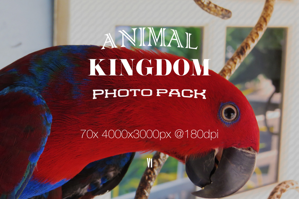 Animal Kingdom Photo Pack V1 preview 7