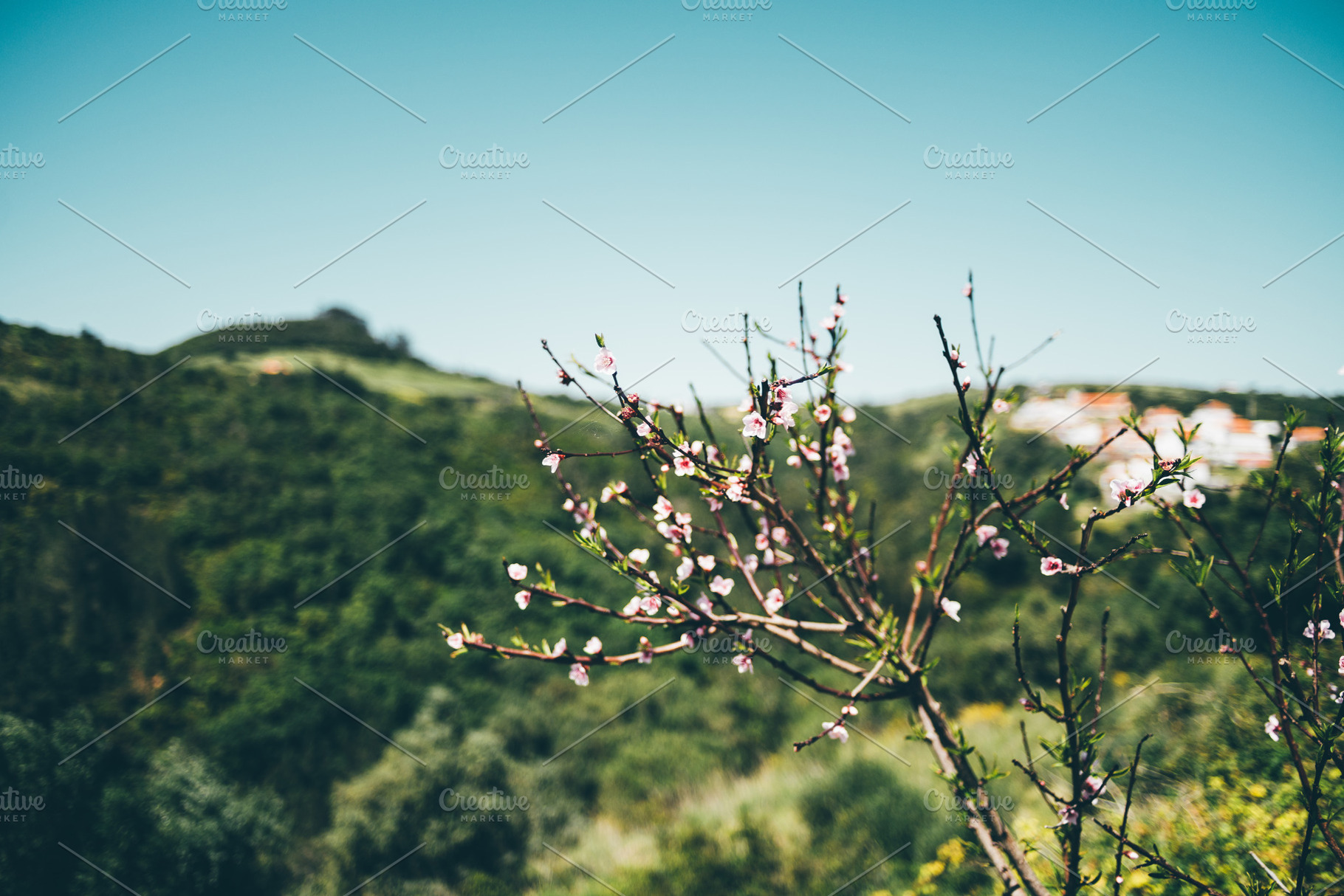 Blossoms over green hillside view, a Nature Photo by SkyNext