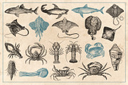 154 Vintage Sea Illustrations, an Animal Illustration by Brigantine Designs (Thumbnail 6 of 10)
