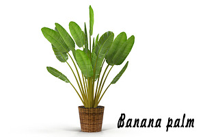 Banana Palm In Pot