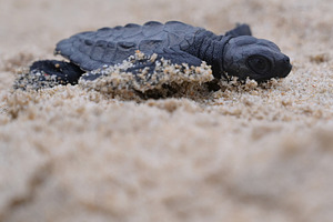 Release of baby turtles Olive Ridley