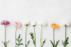 Spring flowers on white background,, a Photo by Dvoevnore photos