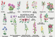 Australian Native Flowers, a Seasonal Illustration by FITALARTSNEDIGI (Thumbnail 3 of 6)
