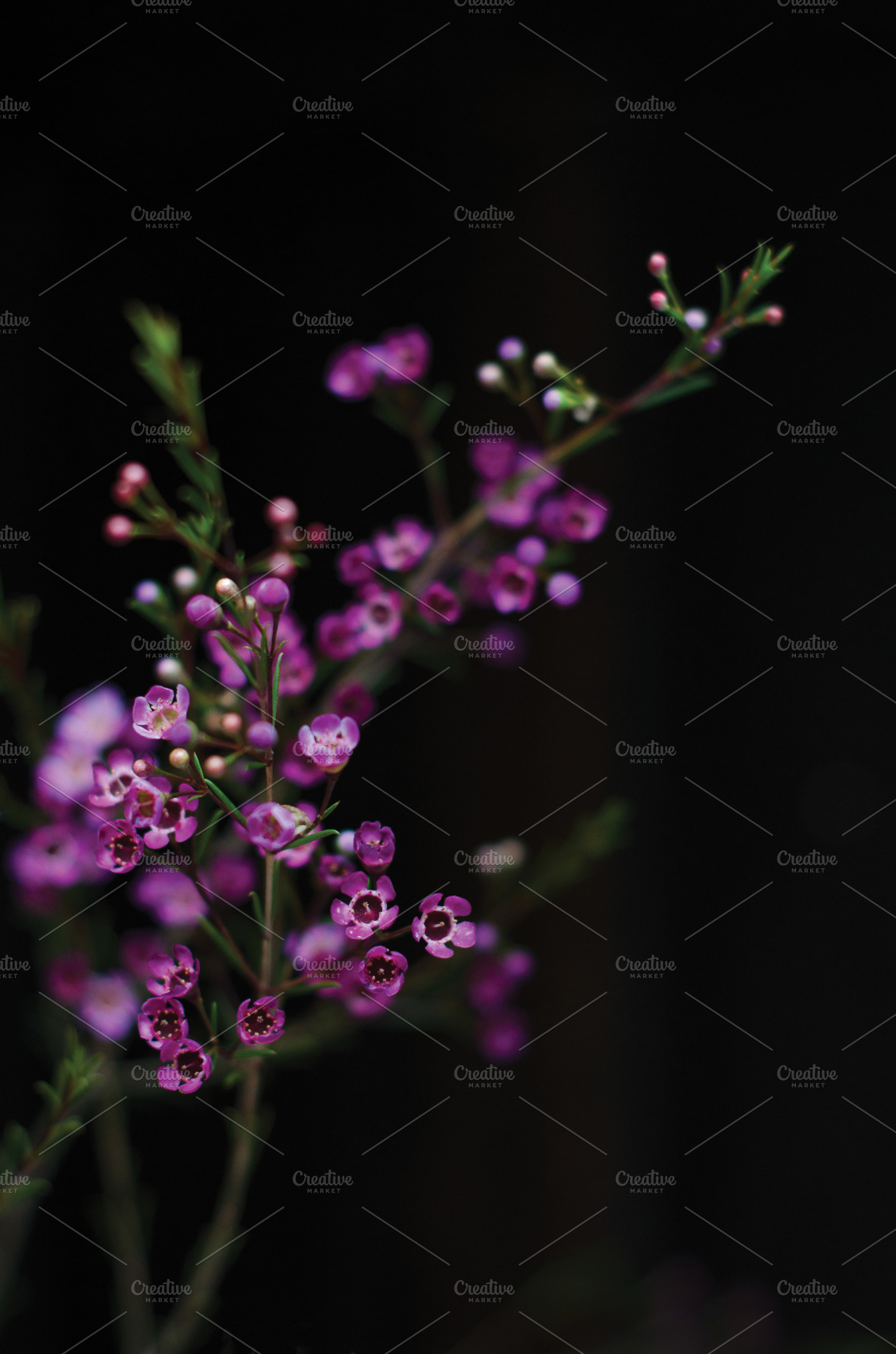 Tiny Flowers Close-up, a Nature Photo by satakieli