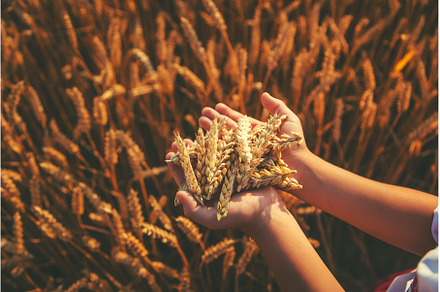 The child is holding ears of wheat, a Person Photo by yanadjana