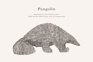 Pangolin Illustration - PNG