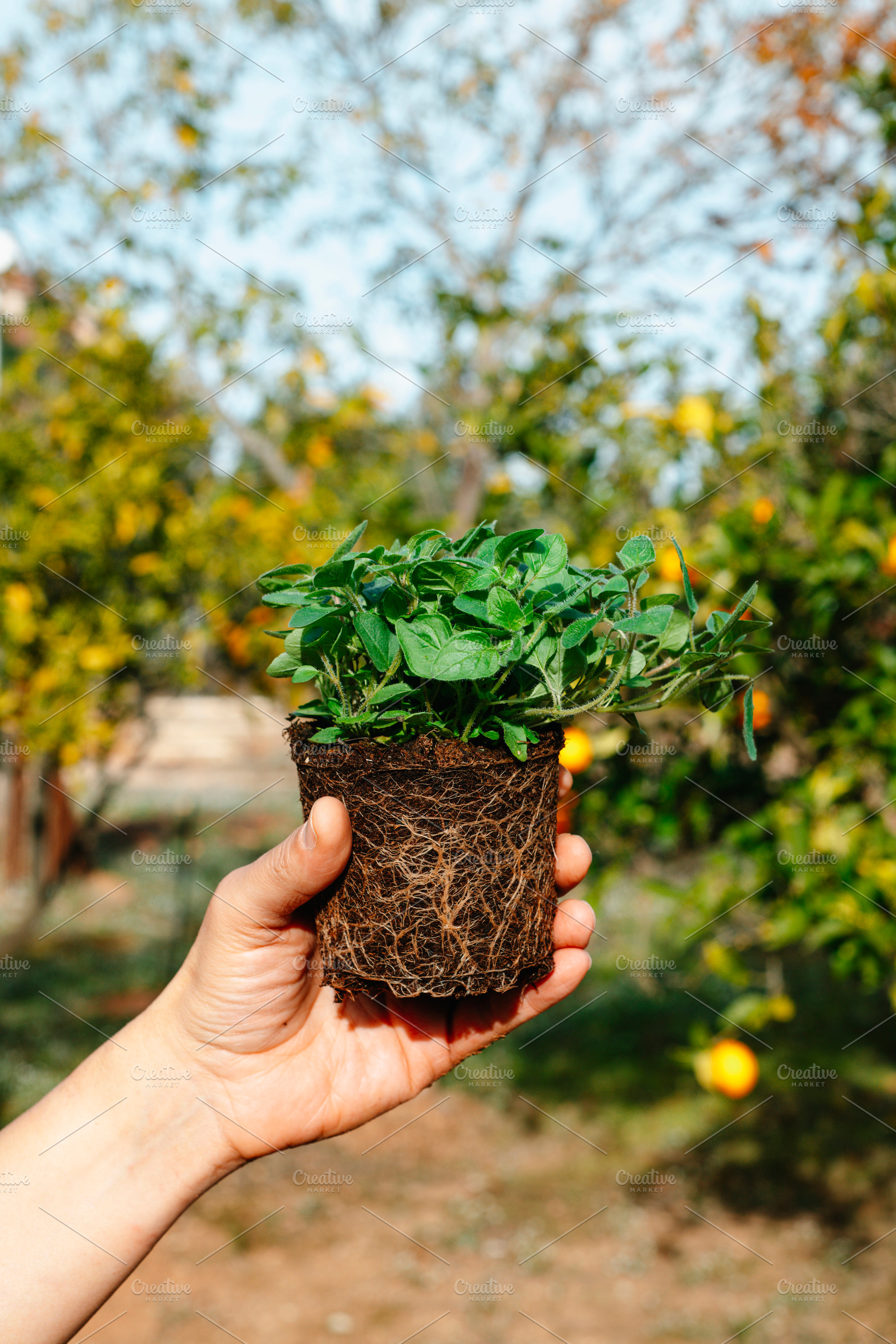 closeup of a man holding an oregano plant, a Photo by Nito