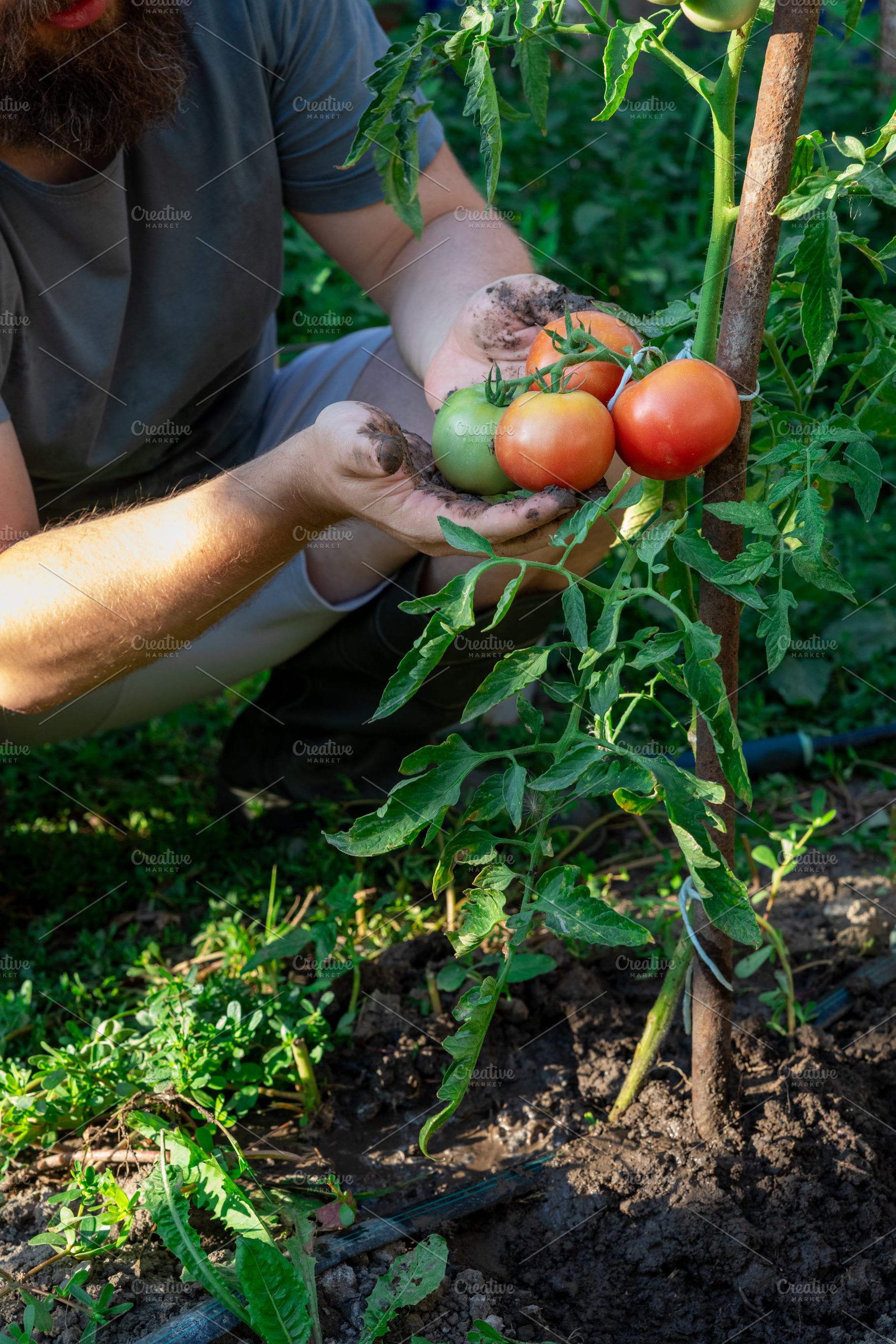 Harvesting Fresh Tomatoes, a Nature Photo by Ales Munt