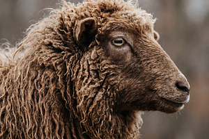 Close-up Profile of a Brown Sheep, an Animal Photo by Virgo Studio