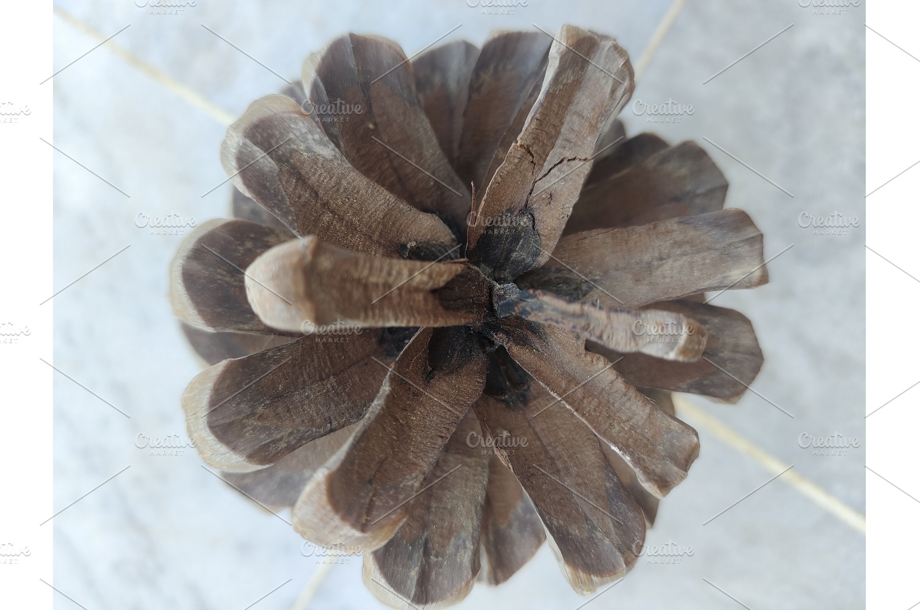 Dry brown pine cone picture, a Background Photo by LogosDen