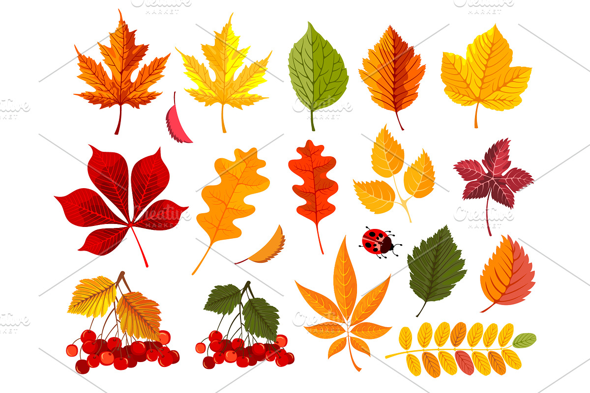 Autumn Frames And Leaves Collection, a Decorative Illustration by Vector beauty (Photo 5 of 6)