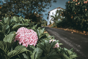 Pink hydrangea by wet rural road, a Wallpaper Photo by SkyNext