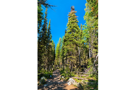 Jenny Lake Loop Trail through, a Nature Photo by Leonid Andronov