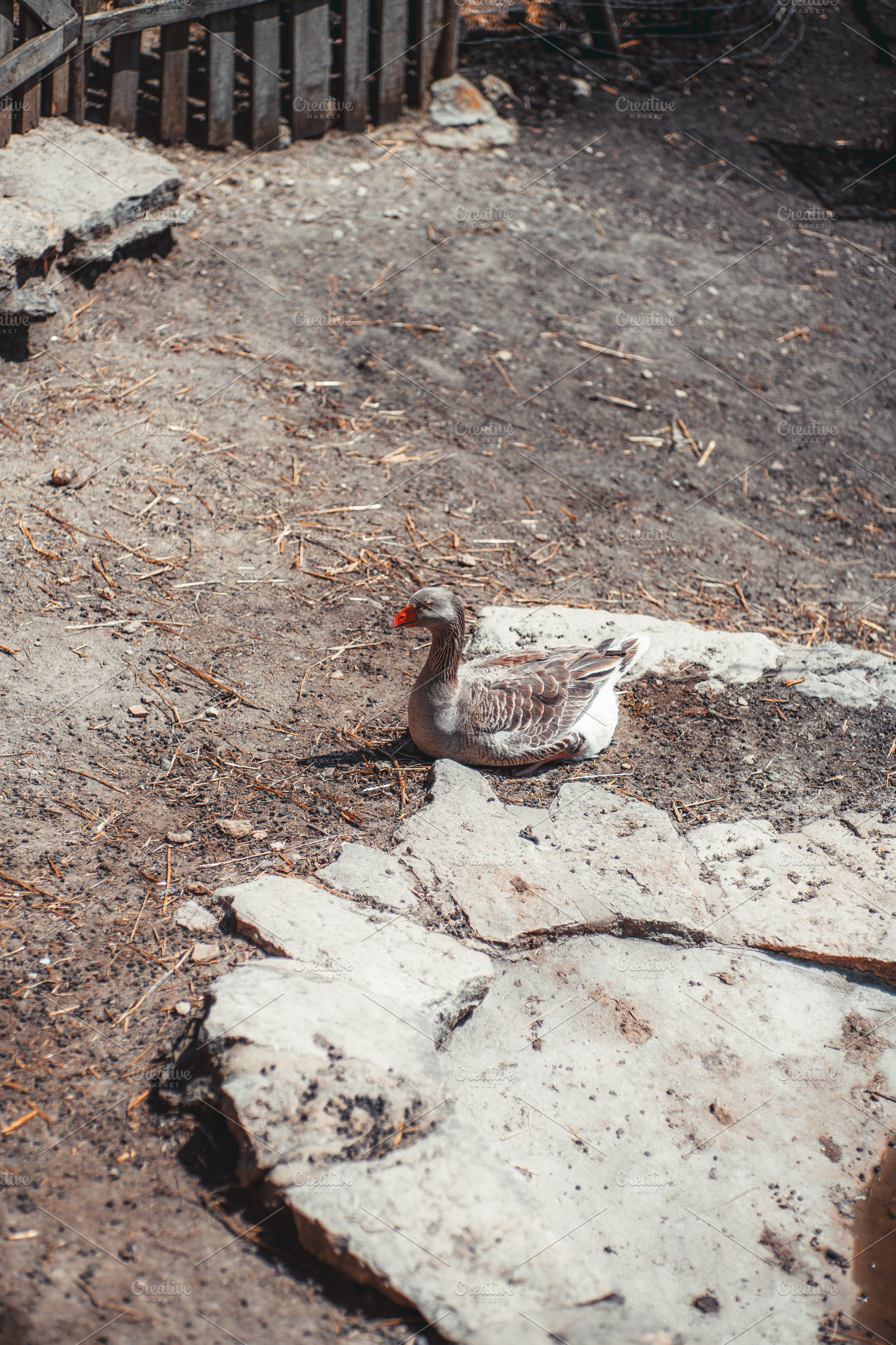 Goose resting on sunny farm ground, an Animal Photo by SkyNext