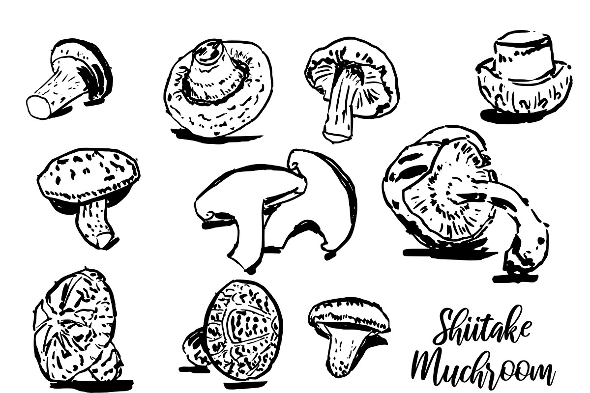 Shiitake mushroom, a Food Illustration by Anada Arty