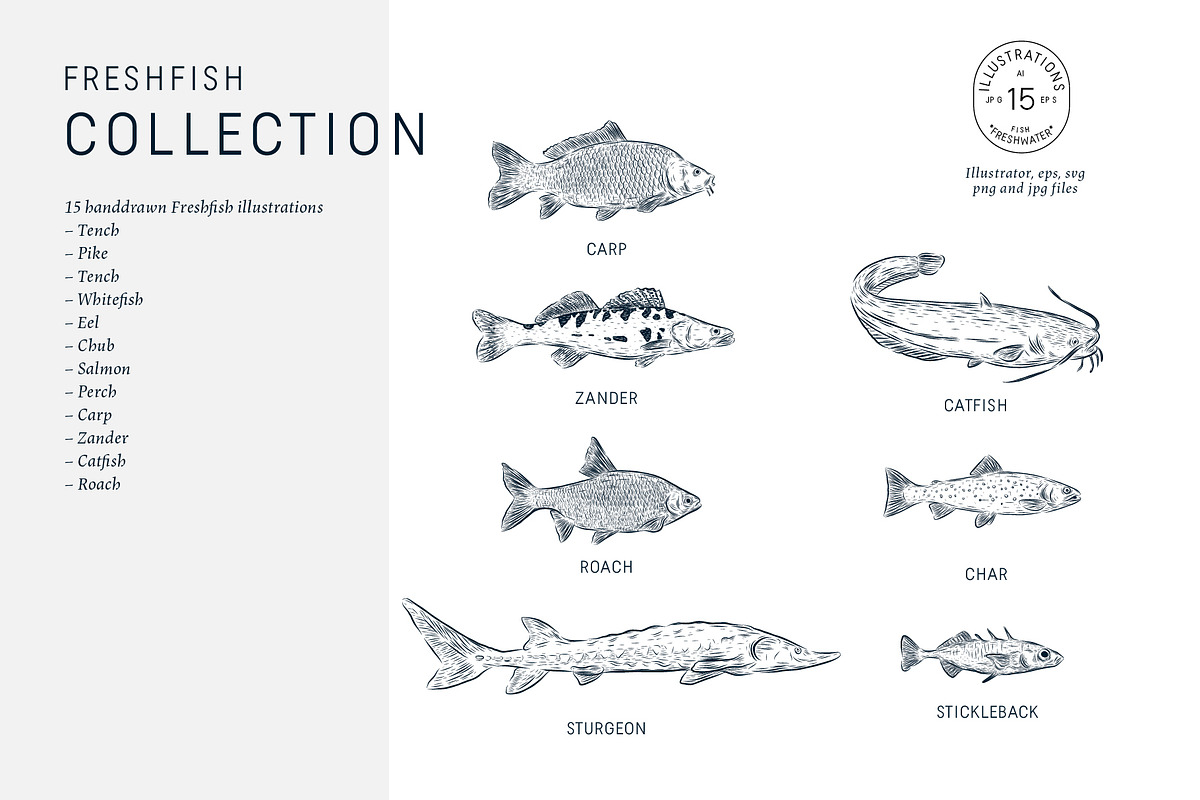 The Freshwater Fish Collection, an Animal Illustration by dicreate (Photo 4 of 6)