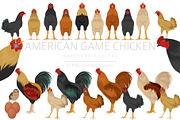 American Game Chicken breed clipart, an Animal Illustration by pet design shop (Thumbnail 1 of 5)