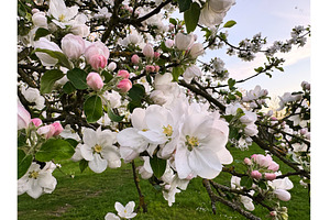 Close-up of blooming apple tree, a Photo by tilialucida
