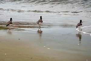 Birds walking along the shore, a Nature Photo by DanFLCreativo