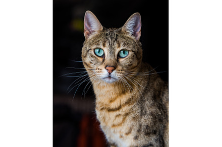 Portrait of a bengal cat with, an Animal Photo by COLORFUL