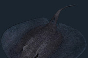 3DRT - Sealife - Stingray, an Animal 3D Model by 3DRT.com (Thumbnail 1 of 3)