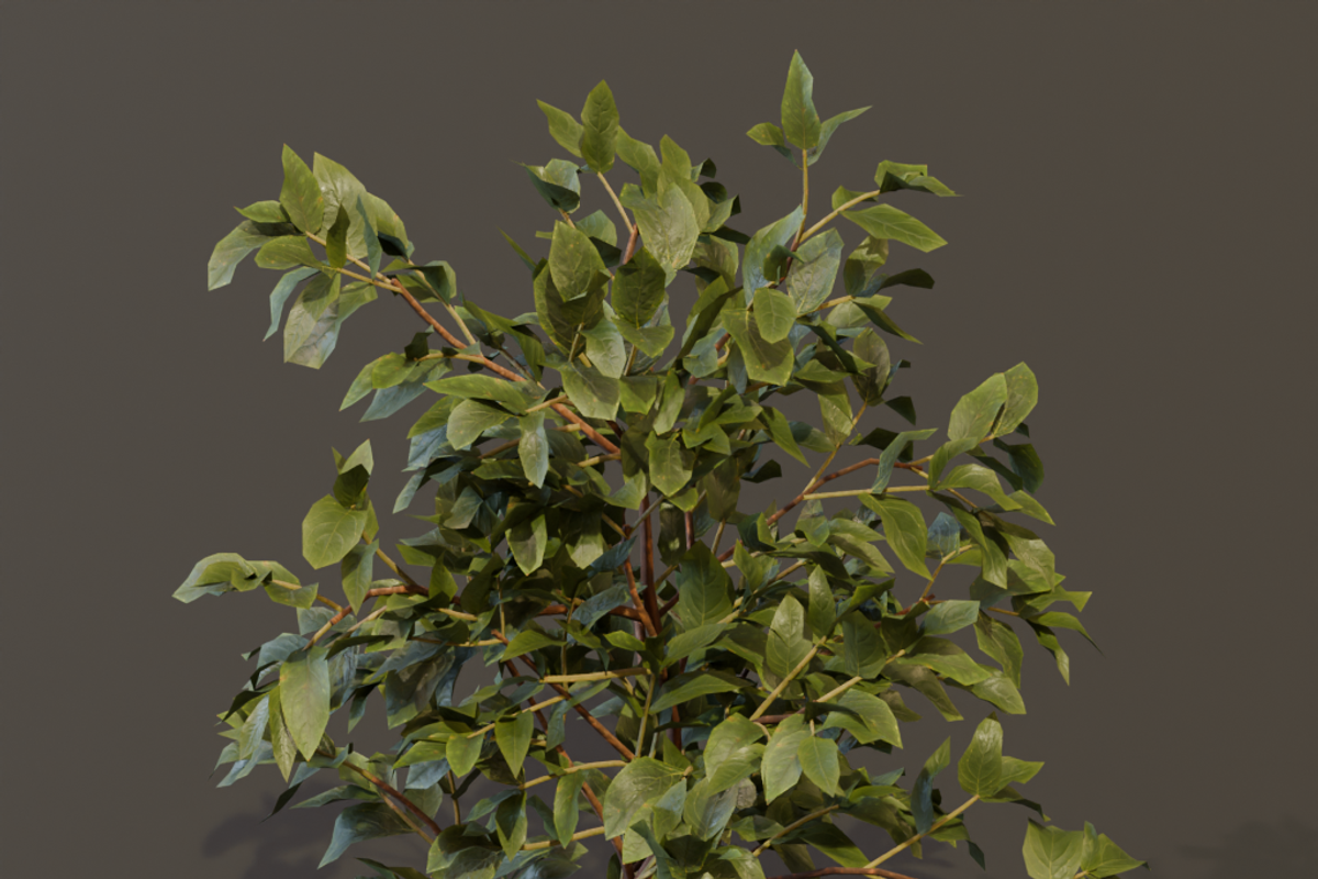 The Elderberry Bush, a Plants & Tree 3D Model by FuturePastCreatives (Photo 7 of 9)