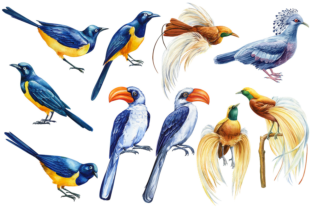 Tropical birds watercolor clipart, an Animal Illustration by Hanna Hryharenka (Photo 10 of 12)