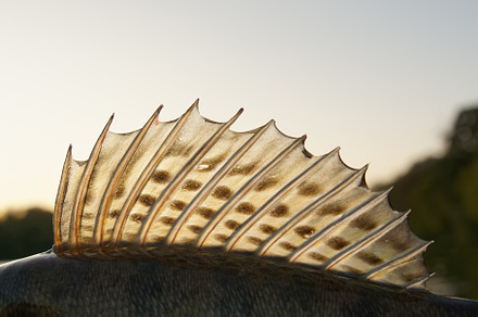 Dorsal fin of European zander