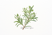 Vintage Pastel Thyme themed Clipart, a Food Illustration by New-School-Wave (Thumbnail 4 of 5)