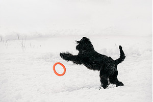 Black Giant Schnauzer Or, an Animal Photo by Our Amazing World