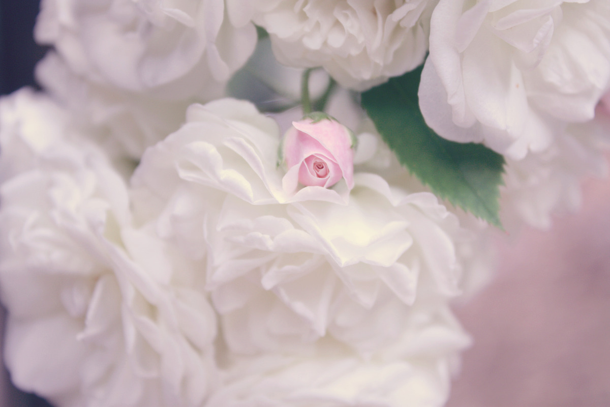 White roses, pink rose bud, a Nature Photo by The Free Creatives (Photo 1 of 2)