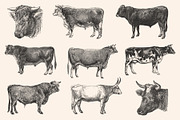 Cattle - Vintage Illustration Set, an Animal Illustration by Graphic Goods (Thumbnail 2 of 9)