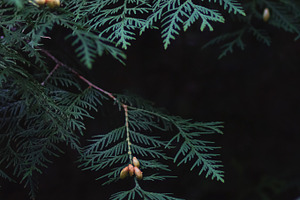 Dark green thuja on black background