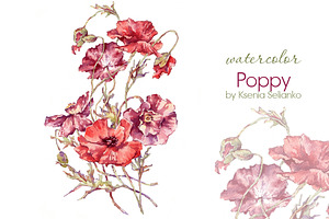 Watercolor Poppy
