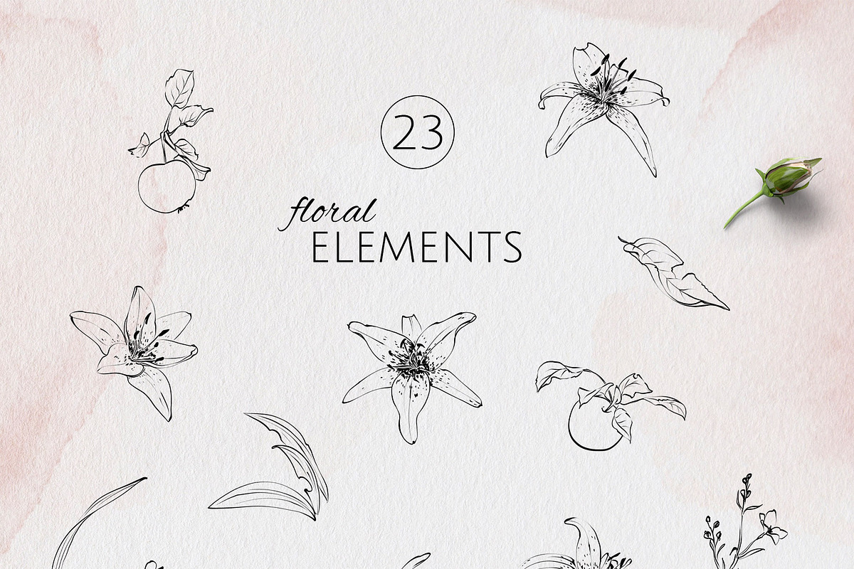 IN MY GARDEN line art florals, a Decorative Illustration by Yuliia Lashevska (Photo 10 of 11)