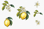 Lemons and Magnolia vector set, an Object Illustration by FleurArt (Thumbnail 3 of 11)