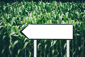 Blank arrow sign in cornfield, a Transportation Photo by SkyNext