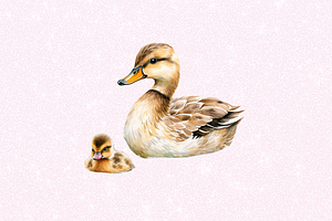 Mother And Baby Duck Watercolor Bund